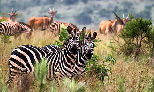 2 Days Akagera National Park Tour