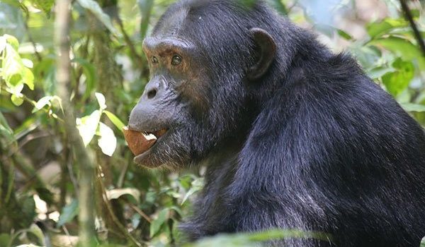 Nyungwe Forest National Park