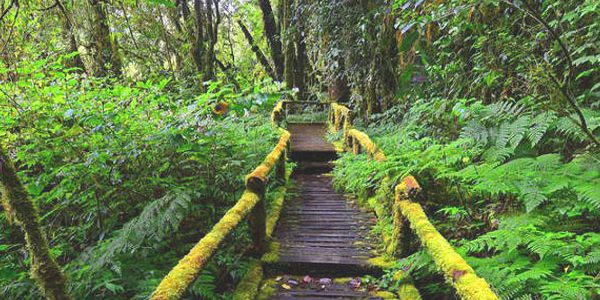 Nyungwe Forest National Park