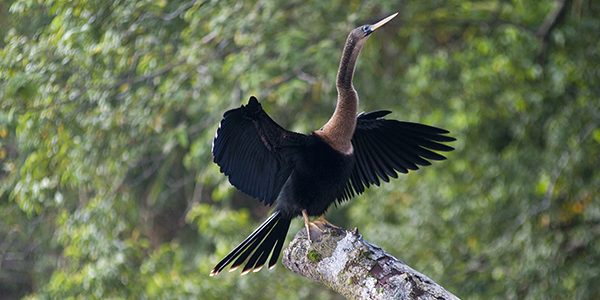 Nyungwe Forest National Park