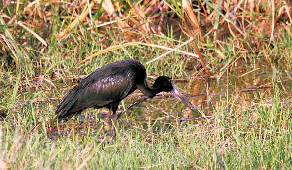 bird watching akagera Akagera National Park