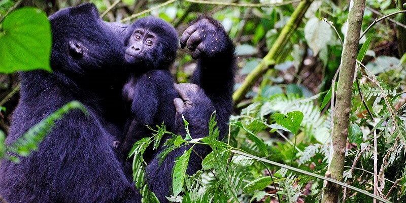 9 Days Rwanda Uganda Gorilla Tour