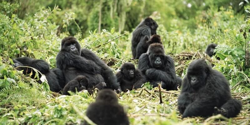 7 Days Rwanda Gorilla Tour