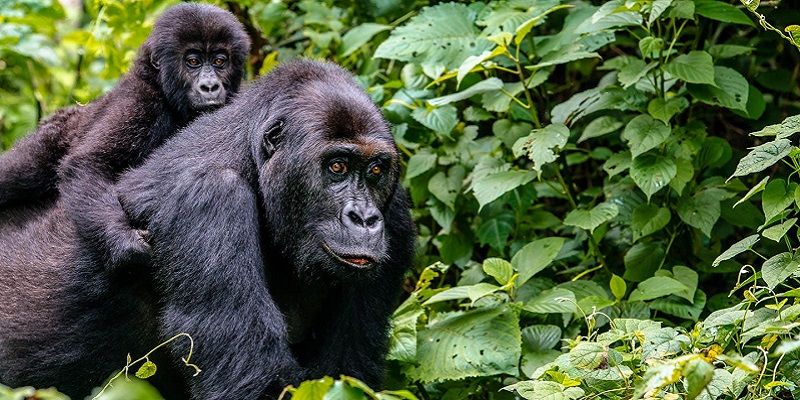 gorilla-trekking-forest-timbuktu-travel gorillas in the mist
