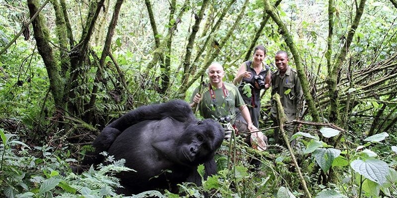mountain gorilla trekking, 2 Days Rwanda Gorilla Safari