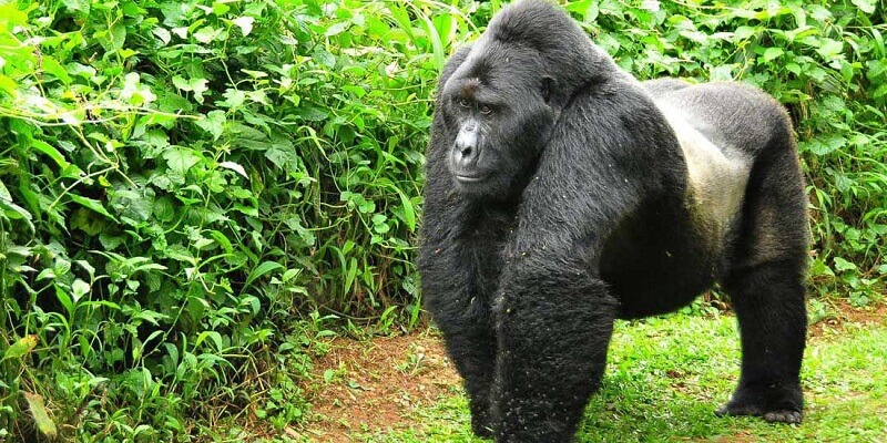 4 Days Rwanda Gorilla Safari