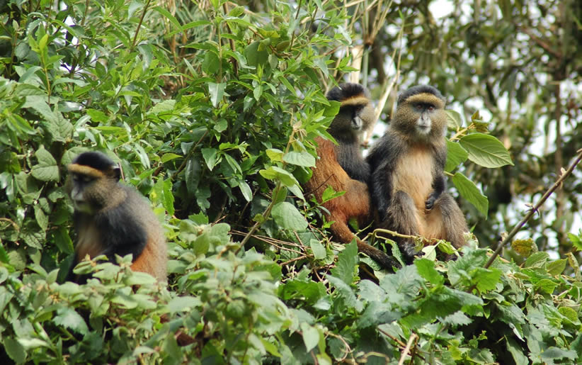 3 Days Gorilla and Golden Monkey Trekking