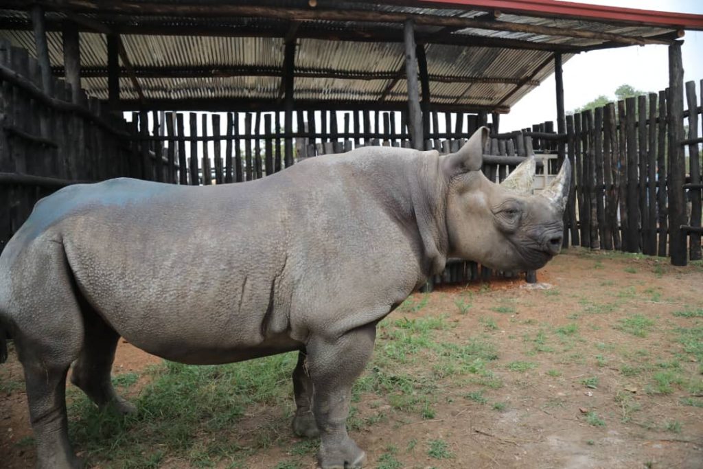 Five black rhinos arrive in Rwanda from Europe