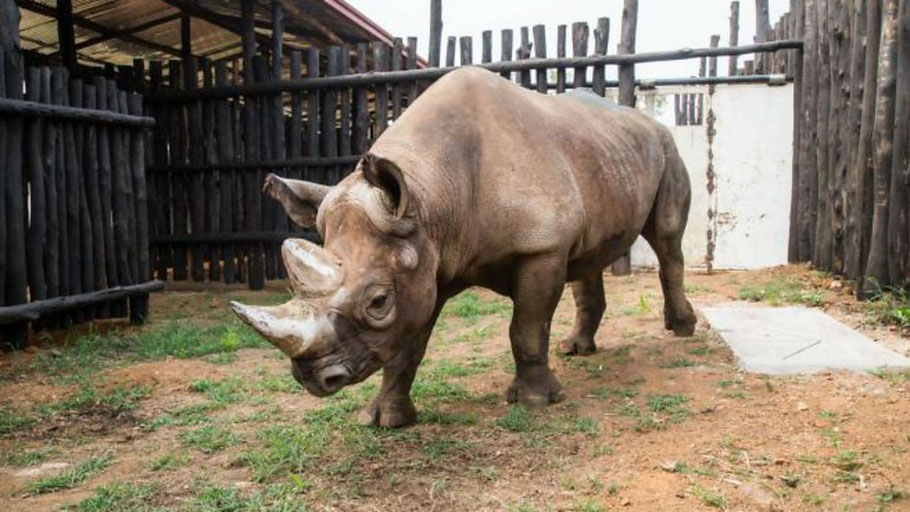 black rhinos